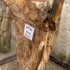 Grafsteen versteend hout 57111