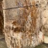 Grafsteen versteend hout 57112