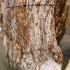 Grafsteen versteend hout 57112