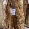 Grafsteen versteend hout 57116