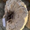 Grafsteen versteend hout 57117