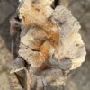 Grafsteen versteend hout 57123