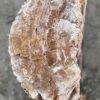 Grafsteen versteend hout 57126
