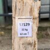 Grafsteen versteend hout 57129