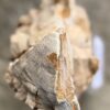 Grafsteen versteend hout 57129