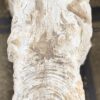 Grafsteen versteend hout 57136