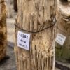 Grafsteen versteend hout 57142