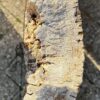 Grafsteen versteend hout 57143