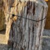 Grafsteen versteend hout 57143