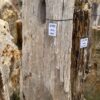 Grafsteen versteend hout 57151