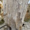 Grafsteen versteend hout 57151