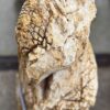 Grafsteen versteend hout 57154