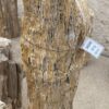Lápida madera petrificada 56040
