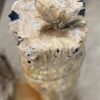 Lápida madera petrificada 56040