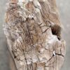 Lápida madera petrificada 56047