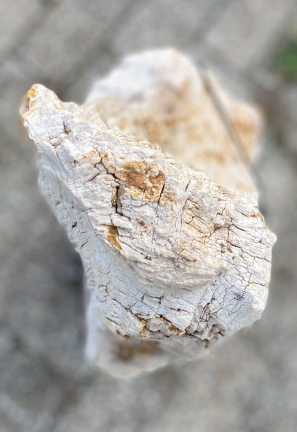 Lápida madera petrificada 56070