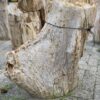 Lápida madera petrificada 56073