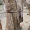 Lápida madera petrificada 56074