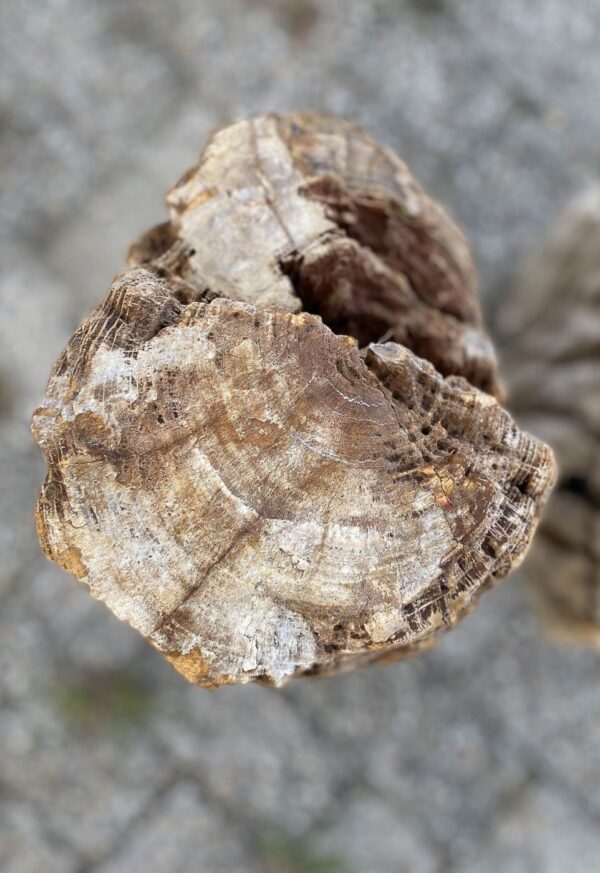 Lápida madera petrificada 56079