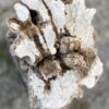 Lápida madera petrificada 56081