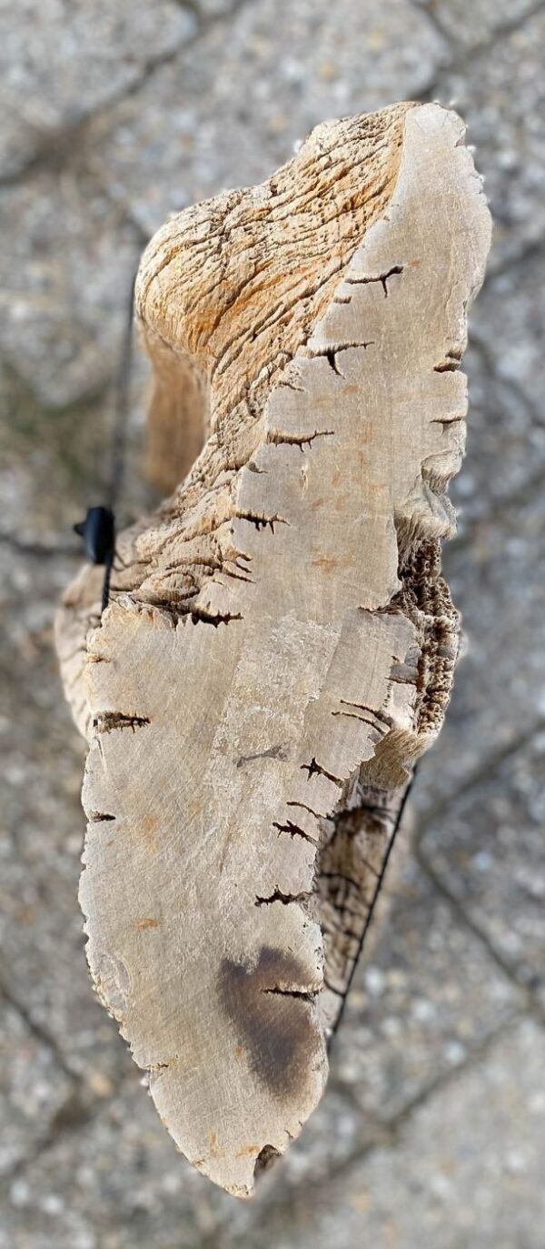 Lápida madera petrificada 56083