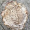 Lápida madera petrificada 56085