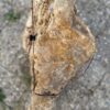 Lápida madera petrificada 56089