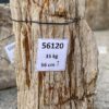 Lápida madera petrificada 56120