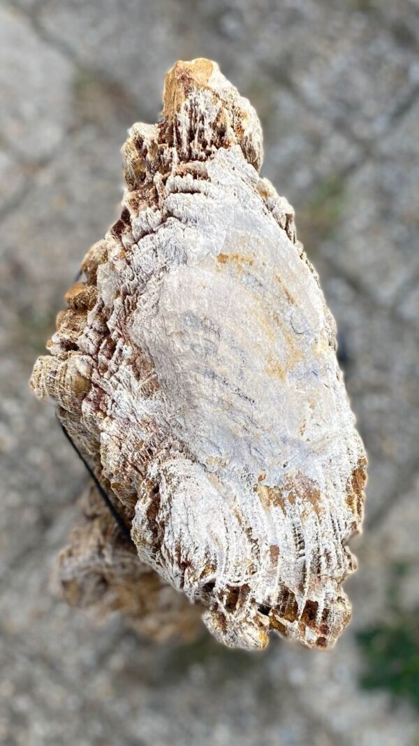 Lápida madera petrificada 56120