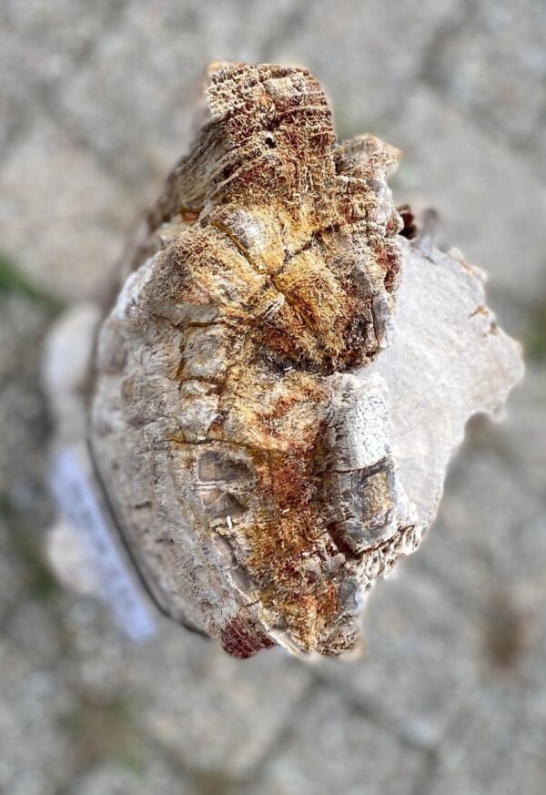 Lápida madera petrificada 56270