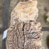 Lápida madera petrificada 57055