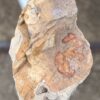Lápida madera petrificada 57058