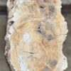 Lápida madera petrificada 57061