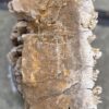 Lápida madera petrificada 57064