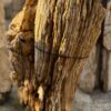 Lápida madera petrificada 57077