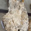 Lápida madera petrificada 57092