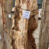 Lápida madera petrificada 57094