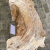 Lápida madera petrificada 57115