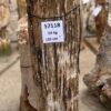 Lápida madera petrificada 57118