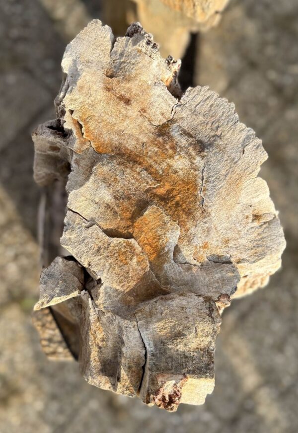 Lápida madera petrificada 57123