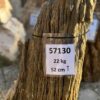 Lápida madera petrificada 57130