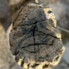 Lápida madera petrificada 57130