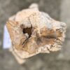 Lápida madera petrificada 57139
