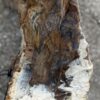Lápida madera petrificada 57147