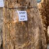 Lápida madera petrificada 57157