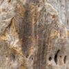 Lápida madera petrificada 57157