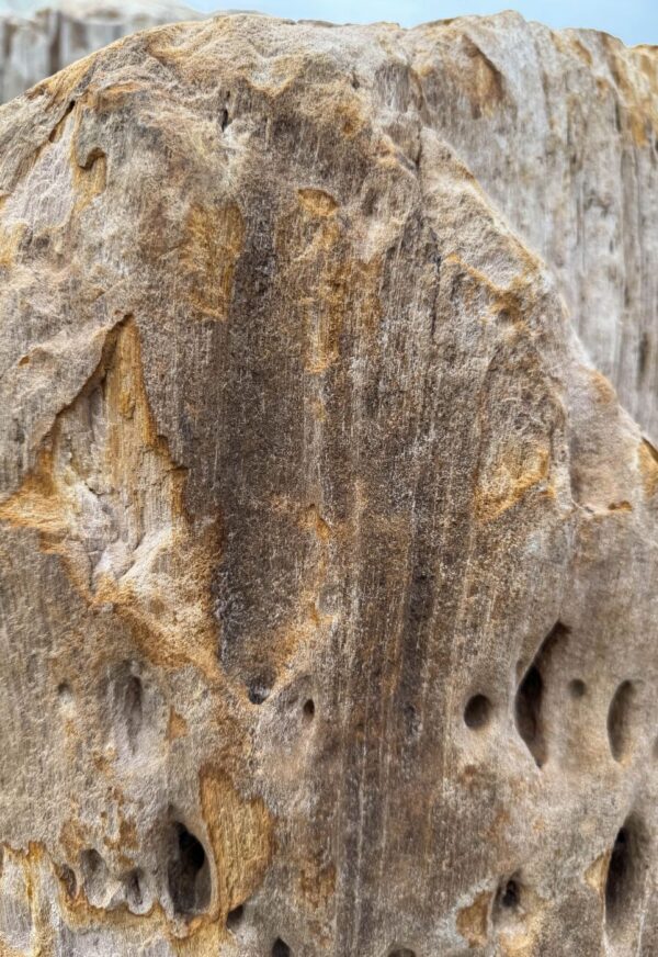 Lápida madera petrificada 57157