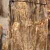 Lápida madera petrificada 57157
