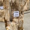 Lápida madera petrificada 57360