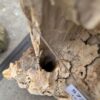 Lápida madera petrificada 57360